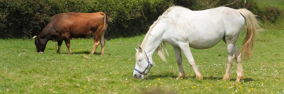 Key Technology Consolidation for an Animal Health Leader case study cover